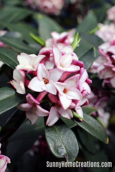 Best smelling plants for your yard