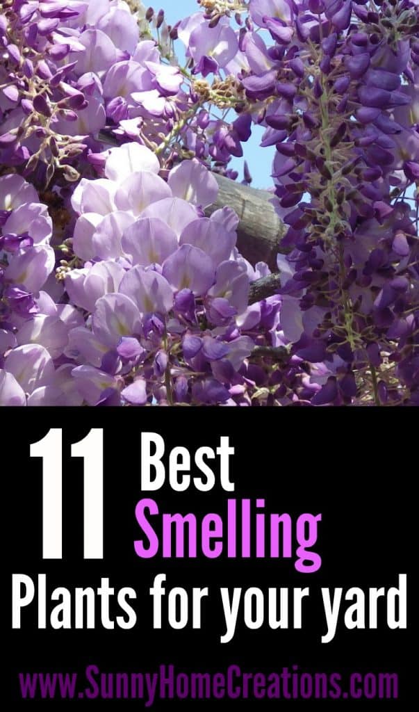 11 best smelling plants for your yard. data-pin-description= Most Fragrant Plants for Your Garden 11 Best Plants for a fragrant backyard. Add these plants to your landscaping for beautiful yard and garden. These plant ideas are perfect. #fragrantplants #landscapingideas #garden