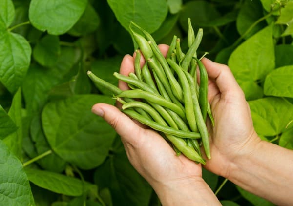 Best Ways to preserve green beans
