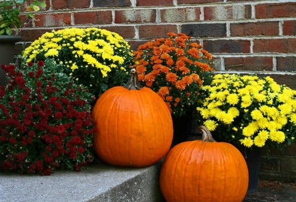 Fall Chrysanthemum flowers on the front porch