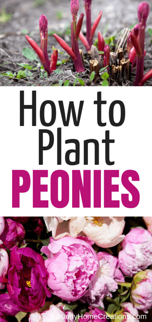Best tips for planting peonies
