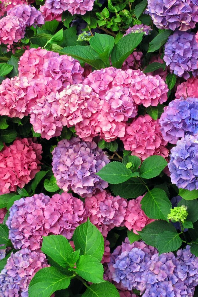 Hydrangea Care and Growing Tips – Sunny Home Creations