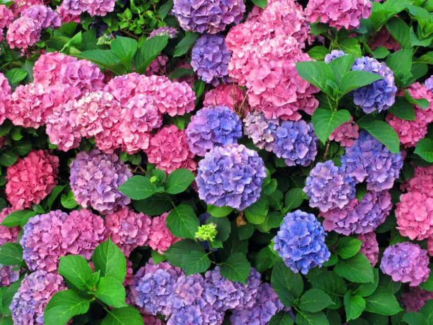 pink, blue and purple hydrangeas on one bush
