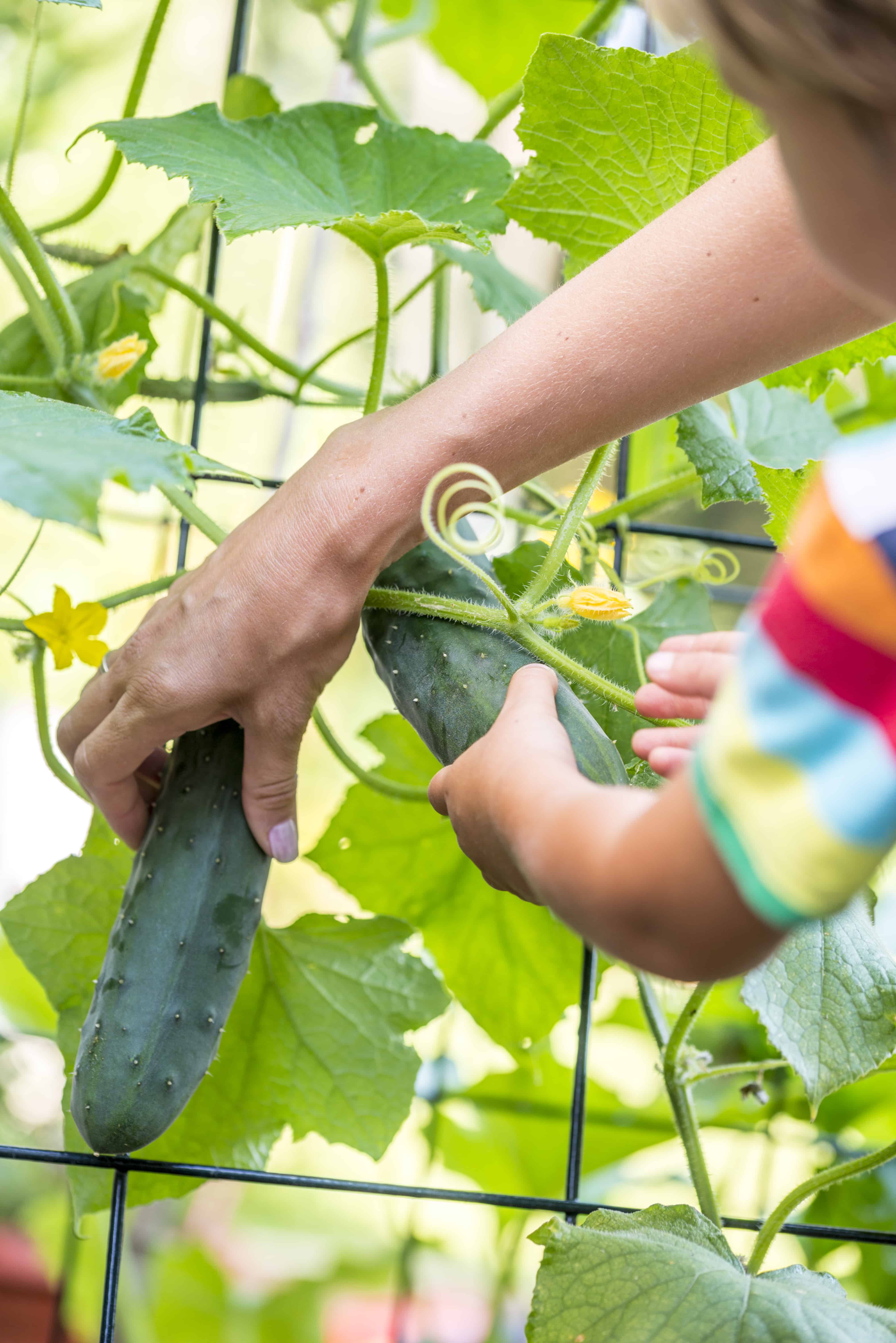 Awesome Tips for Growing Cucumbers – Sunny Home Creations