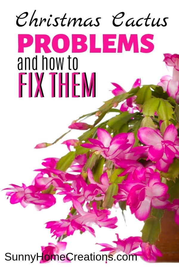 Christmas Cactus Problems and How to Fix Them Pin